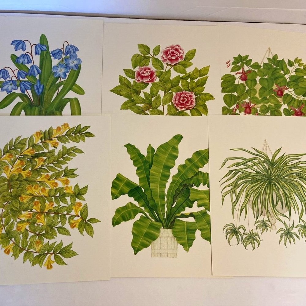 6 Vintage 1970s Limited Edition Giclee 10x8 Prints The Plant Collection By Dixie